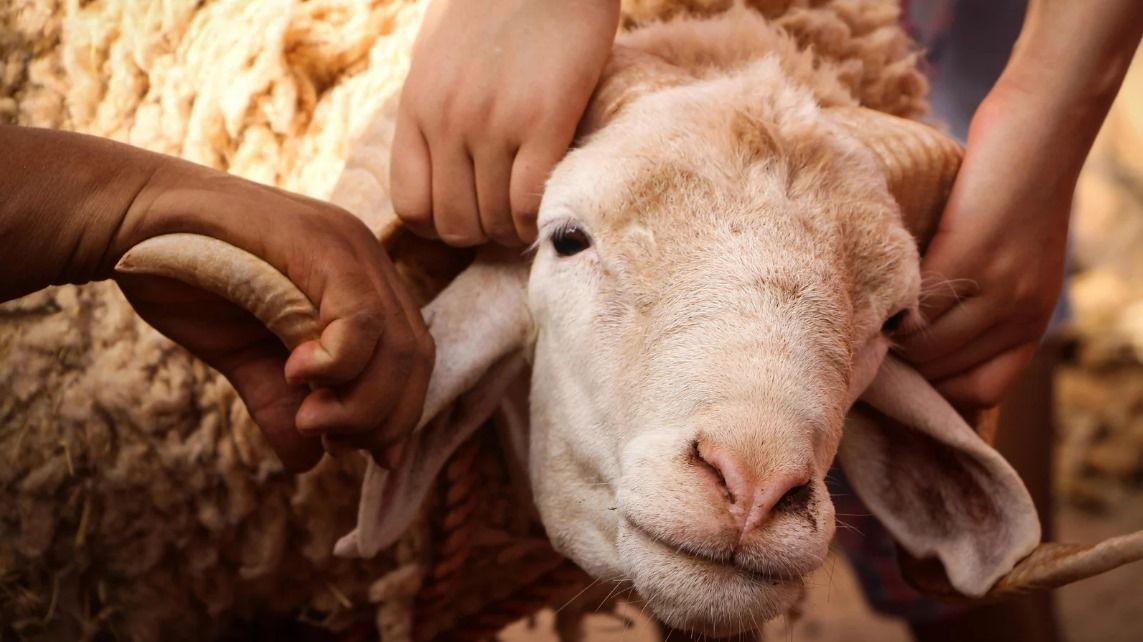 Amalan Sunnah Shohibul Qurban